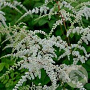 Astilbe (T) 'Prof. van der Wielen' GM P9