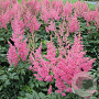 Astilbe (J) 'Rheinland' GM P9