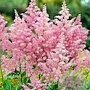 Astilbe (A) 'Venus' GM P9