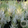 Astilbe (A) 'Weisse Gloria' GM P9