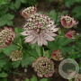 Astrantia 'Buckland' GM P9