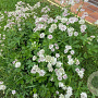 Astrantia major GM P9