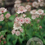 Astrantia major GM P9