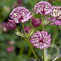 Astrantia maj. 'Abbey Road' GM P9