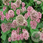 Astrantia maj. 'Pink Pride' GM P9