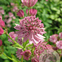 Astrantia maj. 'Pink Pride' GM P9