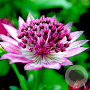 Astrantia maj. 'Primadonna' GM P9