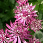 Astrantia maj. 'Ruby Wedding' GM P9