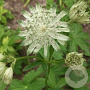Astrantia maj. 'Snow Star' GM P9