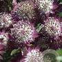 Astrantia maj. 'Star of Beauty' GM P9
