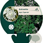 Astrantia maj. 'Superstar' GM P9