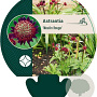 Astrantia 'Moulin Rouge' GM P9