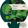 Athyrium filix-femina GM P9