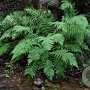 Athyrium filix-femina GM P9