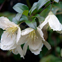 Clematis cirrhosa 'Jingle Bells' 150-175 cm vierkant rond 5,5L
