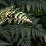 Athyrium niponicum 'Silver Falls' GM P9