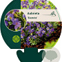 Aubrieta 'Blaumeise' GM P9