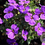 Aubrieta 'Blaumeise' GM P9