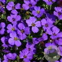 Aubrieta 'Blue Emperor' GM P9