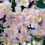 Clematis 'Pink Perfection' 80-100 cm rozenpot 2L