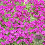 Aubrieta 'Bressingham Red' GM P9