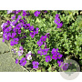 Aubrieta 'Cascade Blue' GM P9