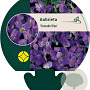 Aubrieta 'Cascade Blue' GM P9