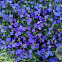 Aubrieta 'Hamburger Stadtpark' GM P9