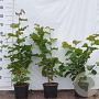 Corylus avellana 80-100 cm 2,0L