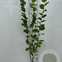 Corylus avellana 150-175 cm 5,0L