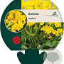 Aurinia saxatilis GM P9