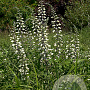 Baptisia alba GM P9