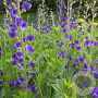 Baptisia australis GM P9