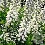 Baptisia a. 'Alba' GM P9