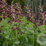 Baptisia 'Dark Chocolate' GM P9