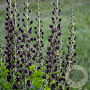 Baptisia 'Dark Chocolate' GM P9