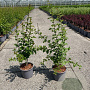 Crataegus monogyna 40-60 cm 2,0L