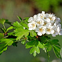 Crataegus monogyna 'Compacta' 6-8 HO 10L 180 cm stam