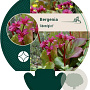 Bergenia 'Abendglut' GM P9