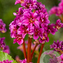 Bergenia 'Abendglut' GM P9