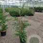 Cupressocyparis leylandii 80-100 cm 4,0L