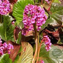 Bergenia 'Bartok' GM P9