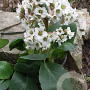 Bergenia 'Bressingham White' GM P9