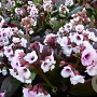 Bergenia 'Jelle' GM P9
