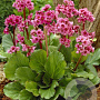Bergenia 'Morgenröte' GM P9