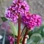 Bergenia purpurascens GM P9