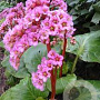 Bergenia purpurascens GM P9