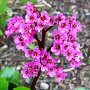 Bergenia 'Rotblum' GM P9