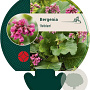 Bergenia 'Rotblum' GM P9