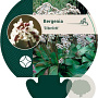 Bergenia 'Silberlicht' GM P9